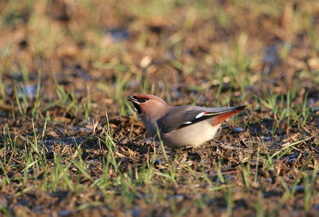 Waxwing Burton Hills 01.12.12