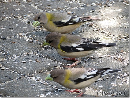 March of the Grosbeaks