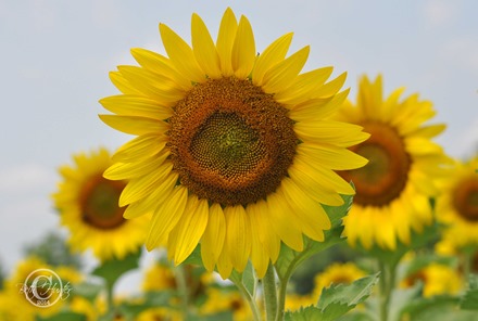 cr-sunflower-1-wb-0010