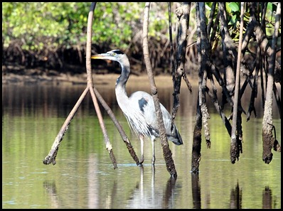 03 - Great Blue Heron behind the Red Mangrove Roots