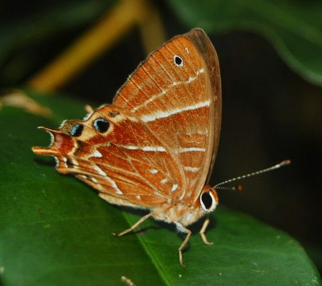 Riodinidae : Saribia tepahi BOISDUVAL, 1833, endémique. Parc National de Mantadia-Andasibe (Madagascar), 30 décembre 2013. Photo : T. Laugier