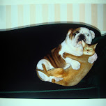 too cute dog and cat in Shinjuku, Japan 