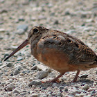 American woodcock