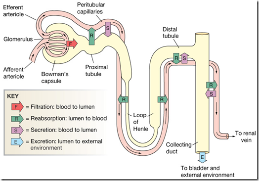 Renal Tubular Reabsorption Process Of Urine Formation 6941