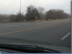 7353 Texas - US-183 North -cattle on road