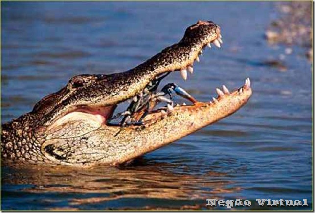 aligator dois toed tom