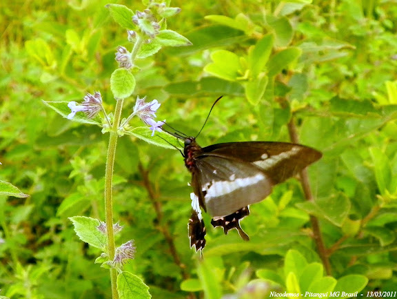 Probablement : Parides bunichus bunichus (HÜBNER, [1821]). Pitangui (MG, Brésil), 13 mars 2011. Photo : Nicodemos Rosa