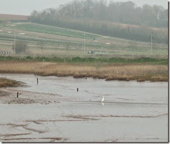marshes from clyst bridge with little egret