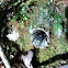 Tree trunk funnel web spider