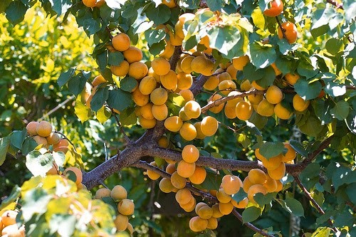 [moorpark-apricot-tree-4131.jpg]