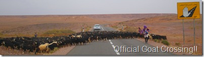 Goat Crossing in  Morocco