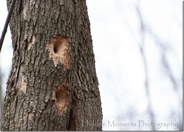 Day 70 - Dang Woodpeckers!