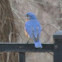 Eastern Bluebird           Male