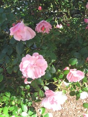 cape cod 6.12 pink roses