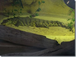 2011.11.14-018 crocodile