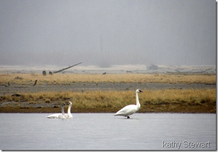 Swans in the mist