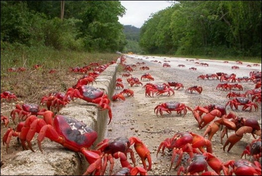 red-crab-01