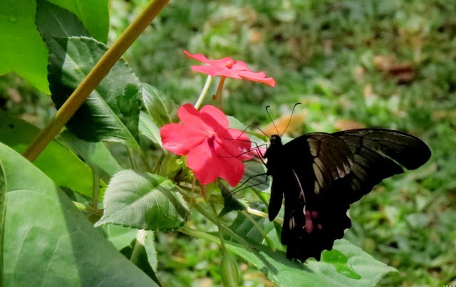 Heraclides anchisiades capys (HÜBNER, [1809]). Environs de Curitiba, Paraná. 14 avril 2013. Photo : Mauricio Skrock
