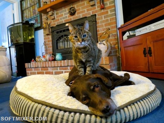 cat-massaging-a-dog