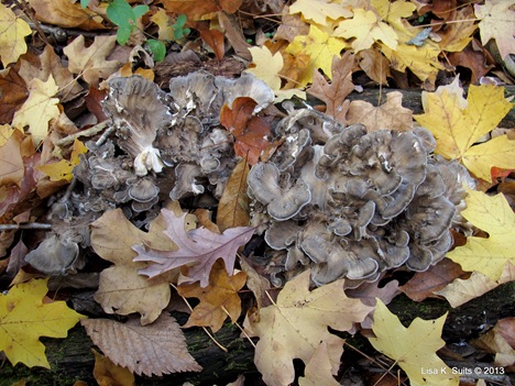 hen of the woods in leaves
