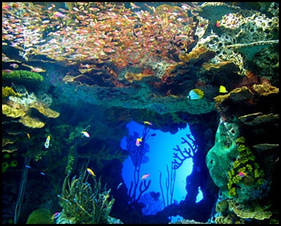 georgia aquarium6