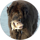 Image Google de Kertzinger Yvette