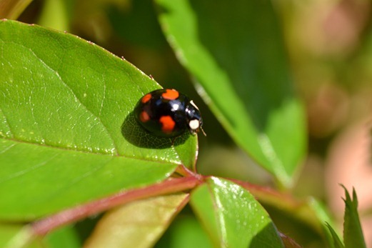 Black - four-spot ladybird6