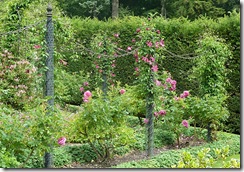 portmore rose poles