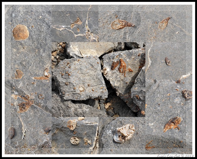 EFP-2013 Yucca Peak Fossils