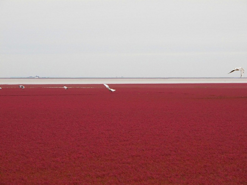 الحمراء panjin-red-beach-92.