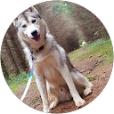 Image Google de The wolf Siberian
