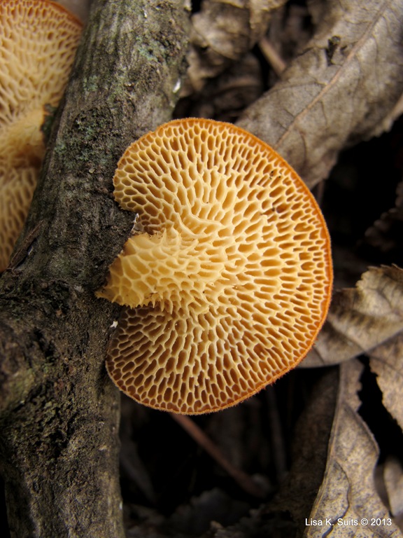 [spring%2520polypore%255B7%255D.jpg]