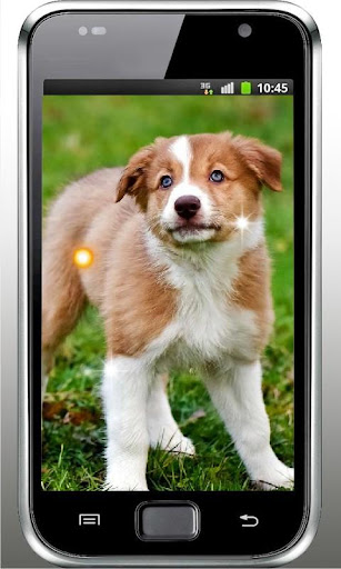 Pet Puppies HD Live Wallpaper