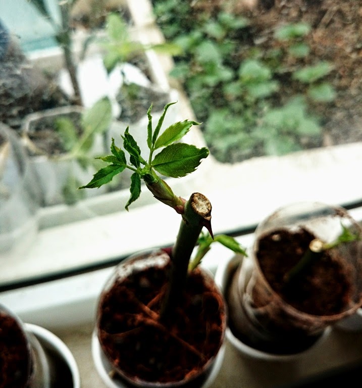 [IMG_20150208_164035%255B6%255D.jpg]