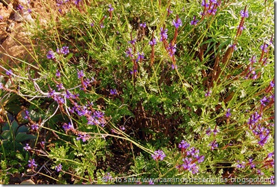 0907 Caideros-Agaete (Lavanda) 0907 Caideros-Agaete (Lavanda)