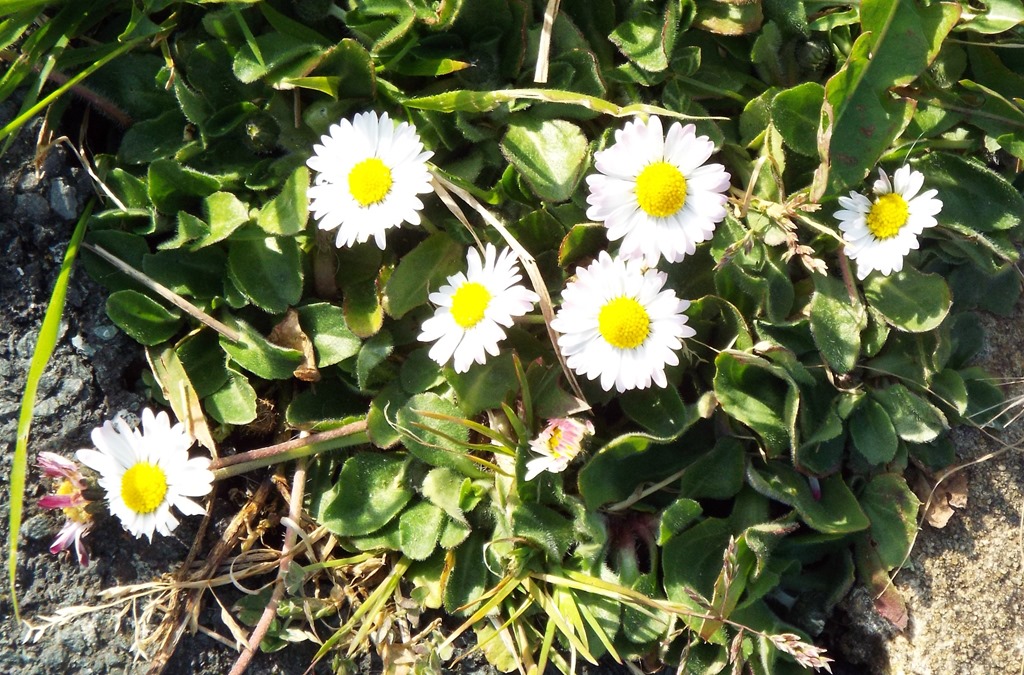 [daisys-in-a-crack-on-the-pavement5.jpg]
