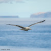 Yellow-legged Gull