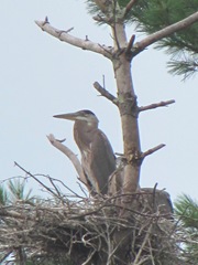 great blue heron in nest far away6.7.24