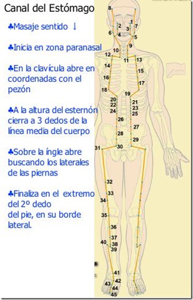 Canal del estómago en gráfico explicado
