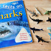 Sharks Unit I (FREE Skip Counting Cards)