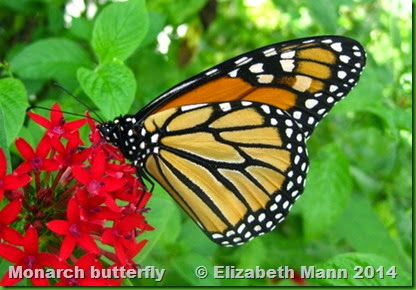 19-Monarch butterfly