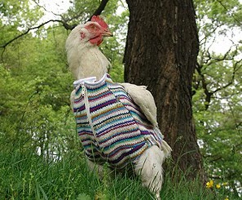 chicken_clothes