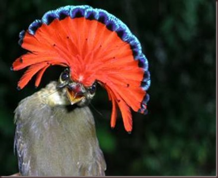 Amazing Animal Pictures Amazonian Royal Flycatcher (10)