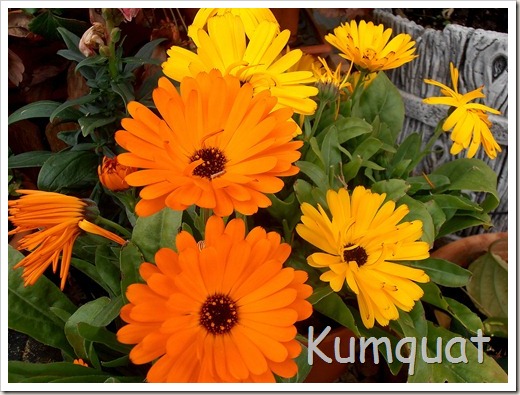 calendulas4