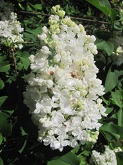 double white lilac Andys 5.2012