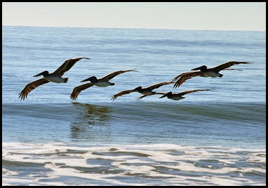 Birds - Pelicans