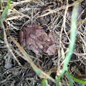 Fowler's Toad