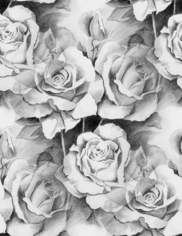 [roses-drawing%255B3%255D.jpg]