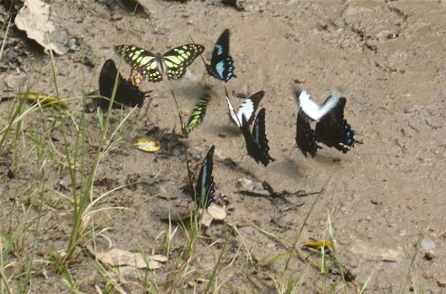 Rassemblement de Papilionidae : Papilio epiphorbas BOISDUVAL, 1833, endémique (bleu et noir) ; Graphium endochus (BOISDUVAL, 1836) (blanc et noir) ; Graphium cyrnus (BOISDUVAL, 1836) (vert). Parc de Mantadia (Madagascar), 29 décembre 2013. Photo : J. Marquet