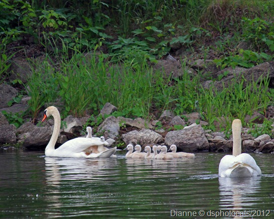 IMG_3136 Swan Family